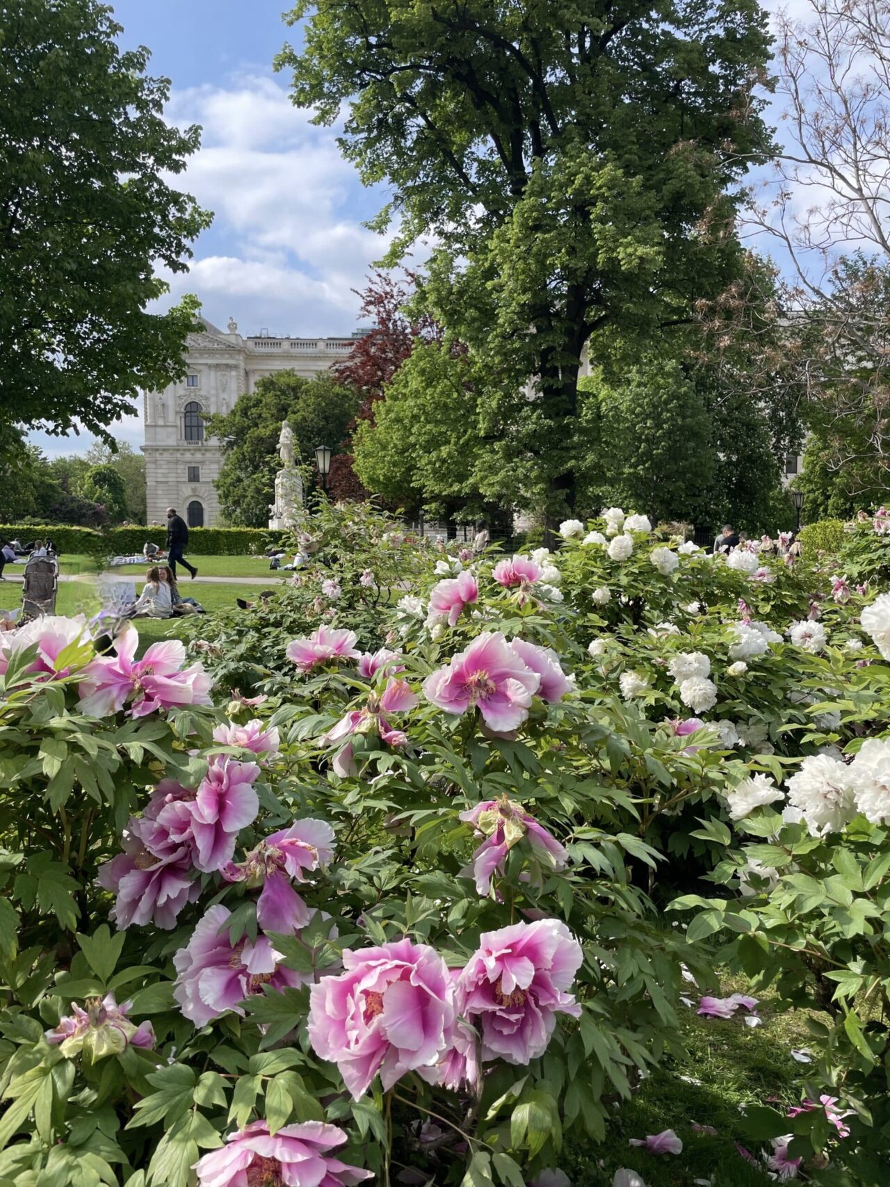 Burggarten Pfingstrosen Mozart IMG_2784