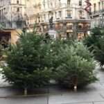 Wiener Christbaumverkäufer am Graben