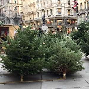 Wien zum Anhören - Wiener Christbaumverkäufer am Graben