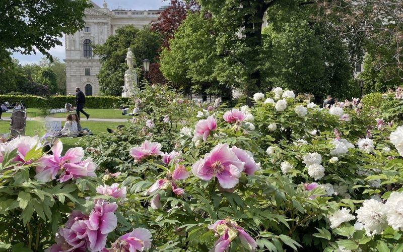 Burggarten Pfingstrosen Mozart IMG_2784